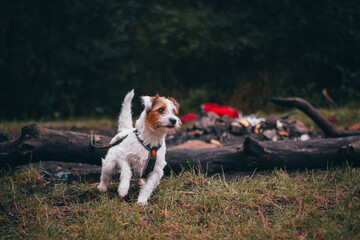 Cute Parson Russell Terrier Autumn Portrait