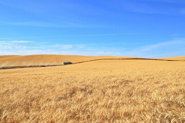 Palouse Wheat Fields in Autumn, Washington-USA