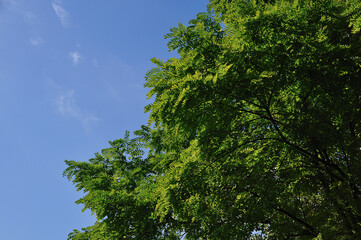 青空と緑樹
