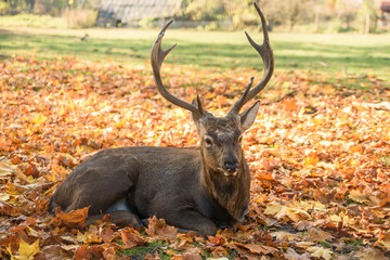 Beautiful deer lying on the falling leaves in forest. Autumn cozy atmosphere. Wildlife concept.