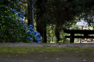 神社の紫陽花