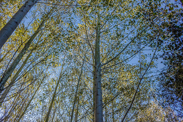 Trees in the woods