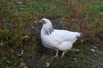 Free range chicken on a traditional organic poultry farm