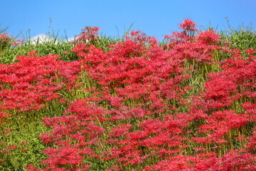 屋外で撮影した彼岸花