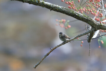 木の枝にとまるエゾビタキ