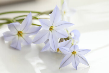 Obraz premium 春の紫色の花ハナニラ