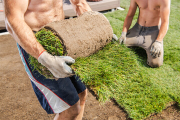 Workers Installing Nature Grass Turfs in a Garden