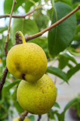 Asian Dwarf Pear Tree