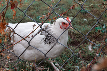 Free range chicken on a traditional organic poultry farm