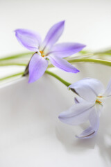 春の紫色の花ハナニラ