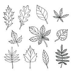 Vector set bundle of hand drawn doodle sketch leaves isolated on white background