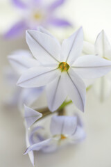春の紫色の花ハナニラ