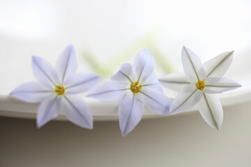 春の紫色の花ハナニラ