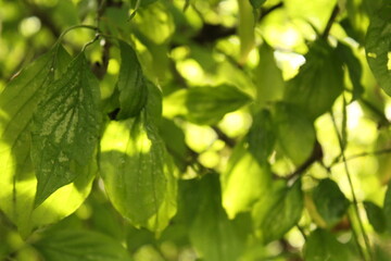 green leaves in sunlight