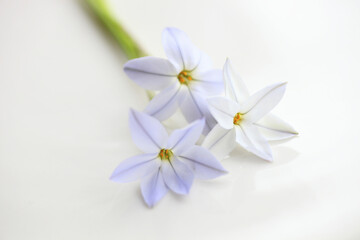 Obraz premium 春の紫色の花ハナニラ