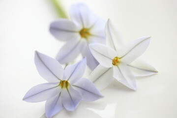 Naklejka na ściany i meble 春の紫色の花ハナニラ