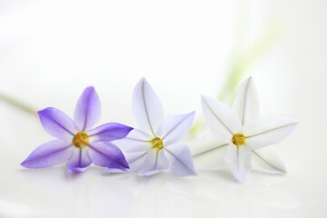 Obraz na płótnie Canvas 春の紫色の花ハナニラ