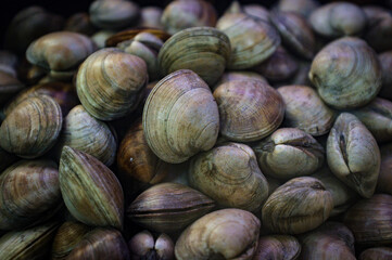Fish Market Raw Clams