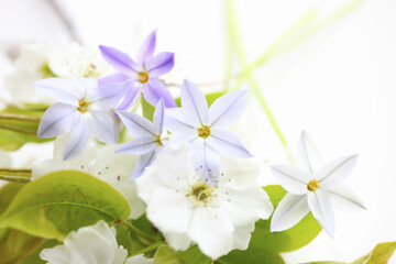 春の紫色の花ハナニラと白い梨の花
