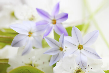 Obraz na płótnie Canvas 春の紫色の花ハナニラと白い梨の花