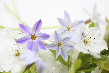 Fototapeta na wymiar 春の紫色の花ハナニラと白い梨の花
