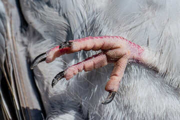 Close-up of the foot and claw of a dead common wood pigeon bird