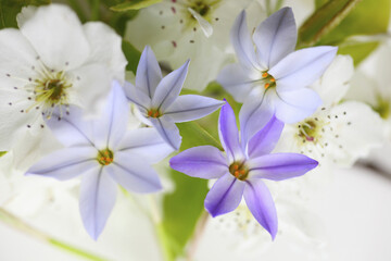 春の紫色の花ハナニラと白い梨の花