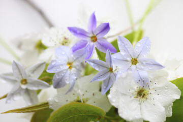 Fototapeta premium 水滴に濡れるハナニラと梨の花