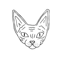 Vector hand drawn doodle sketch Sphynx cat face isolated on white background