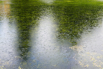 Pond surface during rain, with reflection of trees and sky. Water surface during rain. Rain drops are falling into the water.
