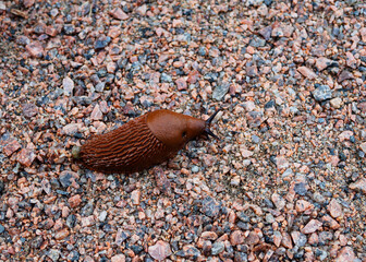 the brown slug (Arion vulgaris) is crawling along a dirt track