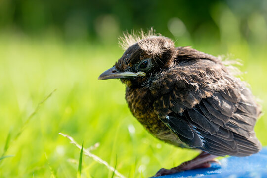 A fledgling blackbird chick on a mat outside in the sun with open eyes