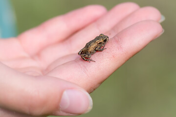 A person holding a small juvenile common toad in their hands