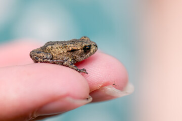 Obraz premium A person holding a small juvenile common toad in their hands