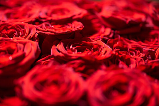 Red natural fresh bouqet of roses background pattern, macro studio shot