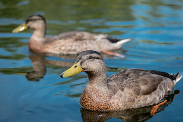 Two non-breeding male mallard ducks in clear water
