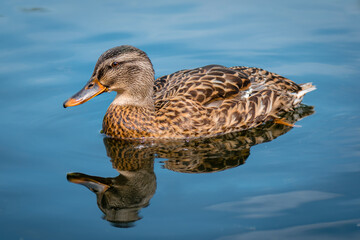 A female mallard duck in clear water