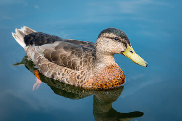 A non-breding juvenile  male mallard duck in clear water