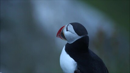 A close-up of an European seabird Atlantic puffin, Fratercula arctica looking around on Runde island, coastal Norway.