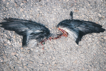Fototapeta premium Dark black wings with blood and gore on the pavement
