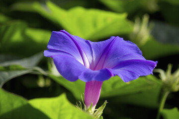 アサガオの花のアップ