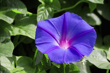 アサガオの花のアップ