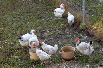 Chickens in the farm. Organic poultry farming. Hens on a traditional free range poultry organic farm grazing on the grass