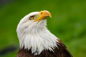 Obraz premium Bald Eagle Looks Skyward