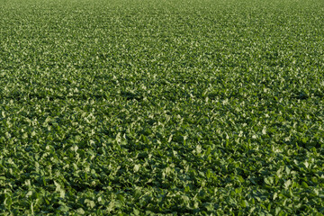 Fototapeta na wymiar Background of vegetable, plant agricultural farm in suburban area in Düsseldorf, Meerbusch Germany in morning.