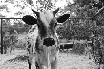 Brahman crossbred calf close up in black and white, cute face.