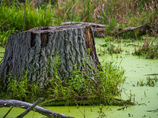 Tree Stump Surrounded by Duck Weed in City Park