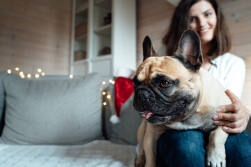Funny cute dog,french bulldog lying on the lap of owner, young girl. Woman sitting on couch with pet. Happy family celebration and greetings.New year holiday 2020 in winter country house with parents