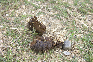 公園に放置されたペットの糞