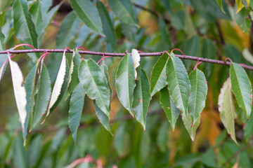 in an autumn mood
